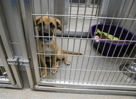 mojave animal shelter adoptions las vegas